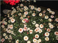 6e972597-Picture 004.jpg